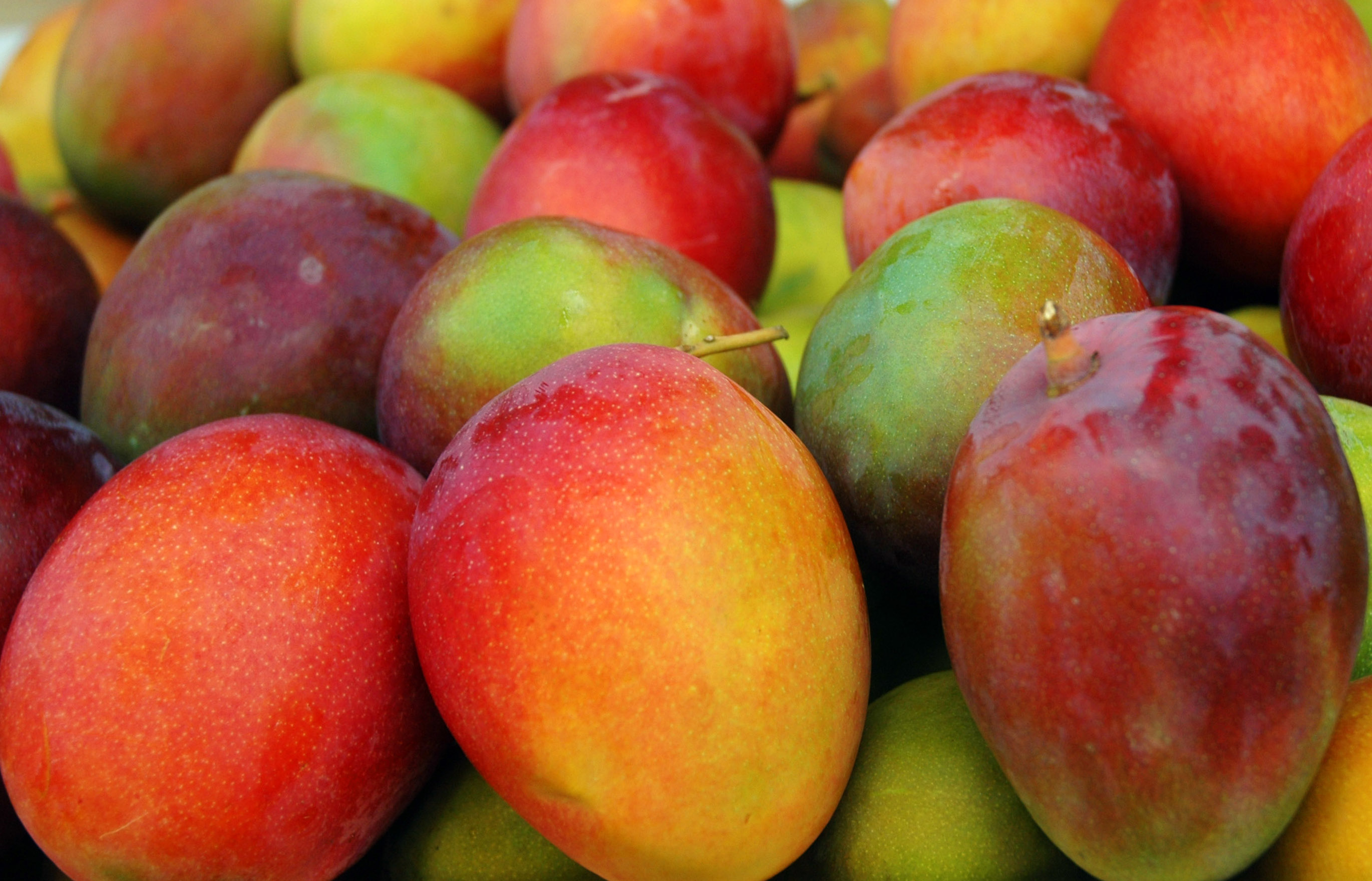 mango_facts
